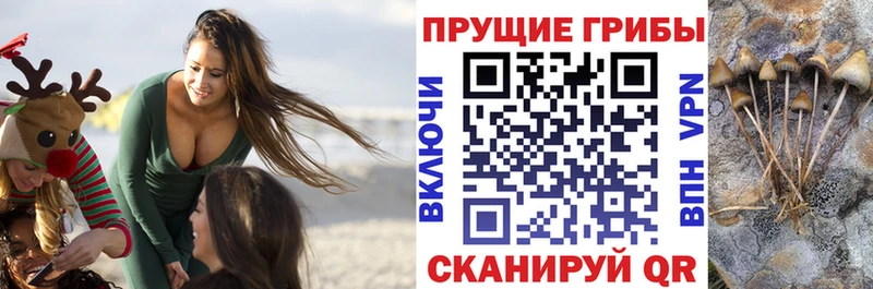 Купить  Лебедянь  Псилоцибиновые грибы Psilocybe 
